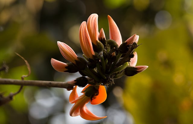 বসন্তের পলাশ ফুল। ছবি: জামিউল ইসলাম