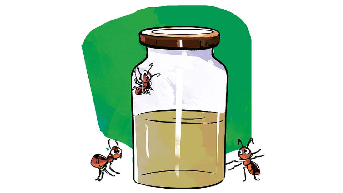 অলংকরণ: তুলি