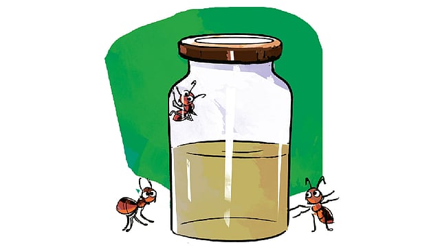 অলংকরণ: তুলি