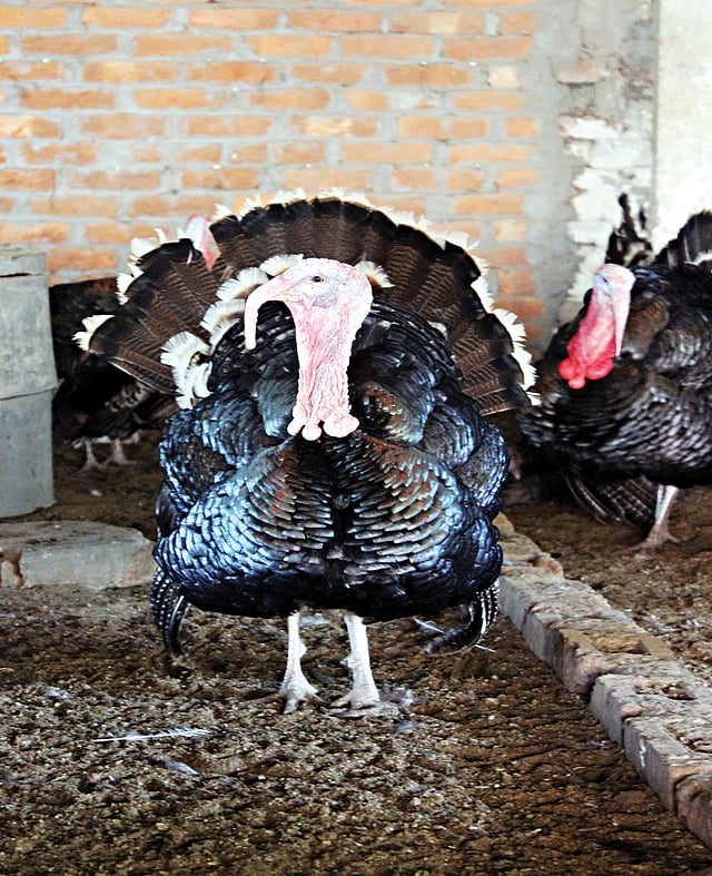 জিল্লুর রহমানের খামার থেকে তোলা টার্কির ছবি l প্রথম আলো