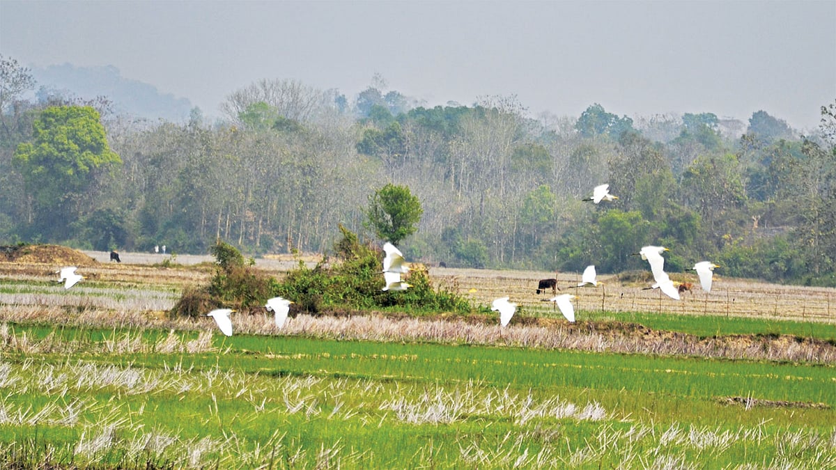 খাগড়াছড়ির দীঘিনালার খাল–বিলের চর, ফসলের খেত—সর্বত্রই তামাকের আগ্রাসন। তামাকখেতে ব্যবহার করা হচ্ছে বিষাক্ত কীটনাশক। এ জন্য সংকুচিত হয়ে আসছে পাখির বিচরণক্ষেত্র। উপজেলার যে ​কয়েকটি স্থানে তামাক চাষ হয় না, সেখানেই খাবার ও আশ্রয়ের সন্ধানে ভিড় করে নানা জাতের পাখি। ছবিটি ৮ মার্চ পাবলাখালী বিল এলাকা থেকে তোলা l প্রথম আলো