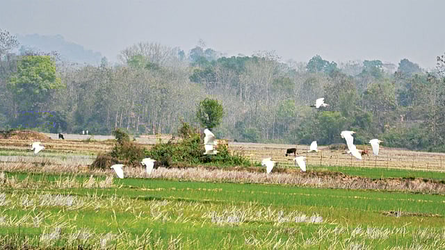 খাগড়াছড়ির দীঘিনালার খাল–বিলের চর, ফসলের খেত—সর্বত্রই তামাকের আগ্রাসন। তামাকখেতে ব্যবহার করা হচ্ছে বিষাক্ত কীটনাশক। এ জন্য সংকুচিত হয়ে আসছে পাখির বিচরণক্ষেত্র। উপজেলার যে ​কয়েকটি স্থানে তামাক চাষ হয় না, সেখানেই খাবার ও আশ্রয়ের সন্ধানে ভিড় করে নানা জাতের পাখি। ছবিটি ৮ মার্চ পাবলাখালী বিল এলাকা থেকে তোলা l প্রথম আলো