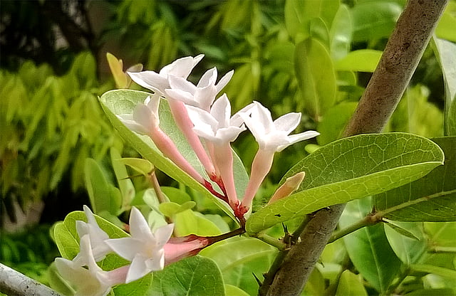 রাজধানীর কলাবাগানে বারান্দায় করা শখের বাগানের করমচা গাছে এসেছে ফুল। ছবি: তপতী বর্মন