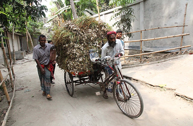 খেতের রসুন তুলে ঘরে ফিরছেন কৃষক। ছবিটি ফরিদপুরের বোয়ালমারী উপজেলার মহিশালা এলাকা থেকে তোলা। ছবি: আলীমুজ্জামান