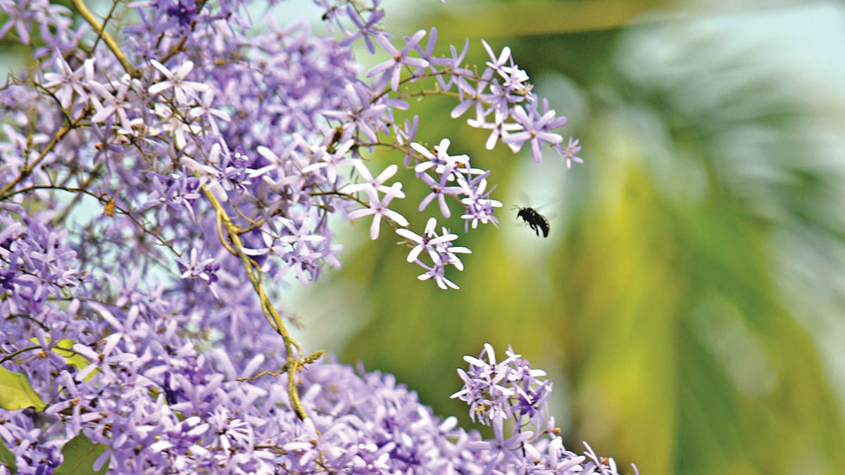 পাবনার রাধানগরের রথঘর মহল্লার তাহসিনা রশিদের বািড়তে নীলমণি লতা l ছবি: হাসান মাহমুদ