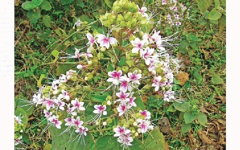 ভাঁট ফুল l ছবি: লেখক