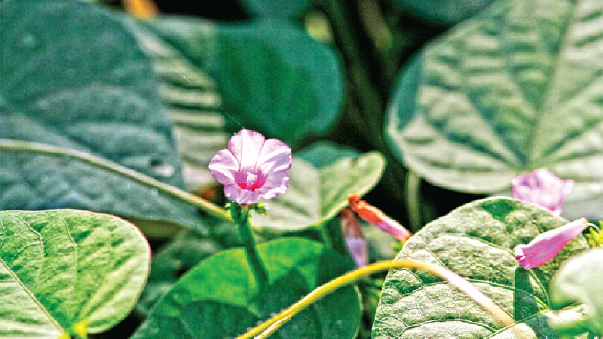 ঘণ্টি কলমিলতার ফুল l ছবি: লেখক