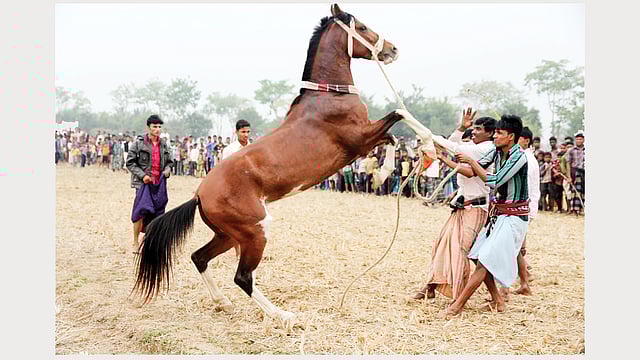 চলছে অবাধ্য ঘোড়া বশীকরণ
