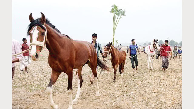 ঘোড়দৌড়ে ঘোড়া আনা হচ্ছে।  ছবি: আনিস মাহমুদ