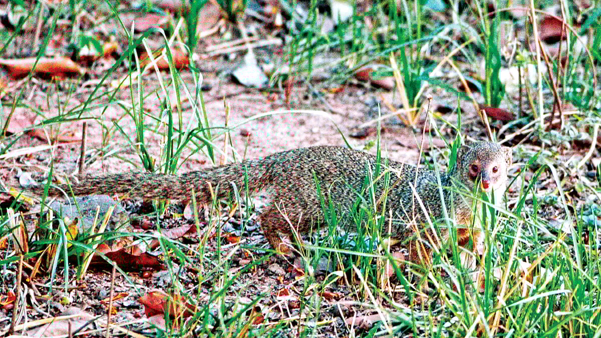 বড় বেজি l ছবি: মনিরুল খান