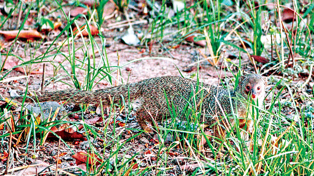 বড় বেজি l ছবি: মনিরুল খান