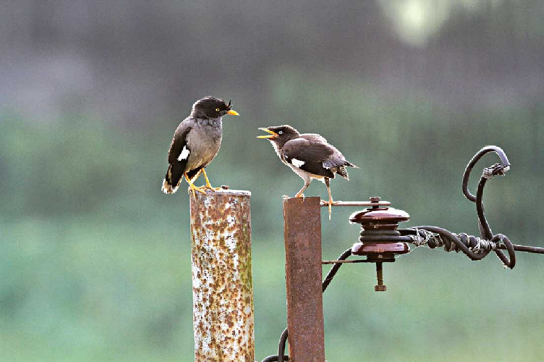 মা ঝুঁটি শালিক ও তার ছানা। ময়মনসিংহের কৃষি বিশ্ববিদ্যালয় এলাকা থেকে তোলা ছবি l লেখক