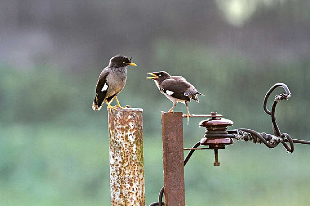 মা ঝুঁটি শালিক ও তার ছানা। ময়মনসিংহের কৃষি বিশ্ববিদ্যালয় এলাকা থেকে তোলা ছবি l লেখক