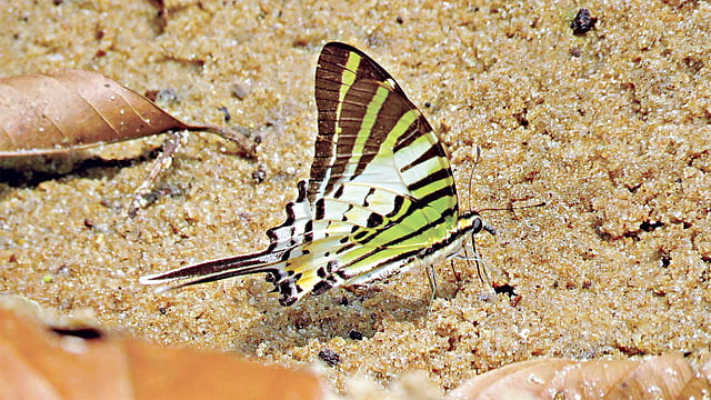 ভেজা বালুর রস চোষায় ব্যস্ত এক পুরুষ লাঠিয়াল প্রজাপতি। গত ২৭ মার্চ লাউয়াছড়া জাতীয় উদ্যান থেকে তোলা l ছবি: লেখক