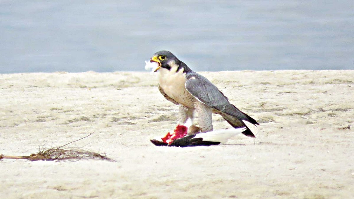 গত ৩০ জানুয়ারি রাজশাহীর পদ্মার চরে আগুনে বাজ শিকার ধরে খাচ্ছে l ছবি: লেখক