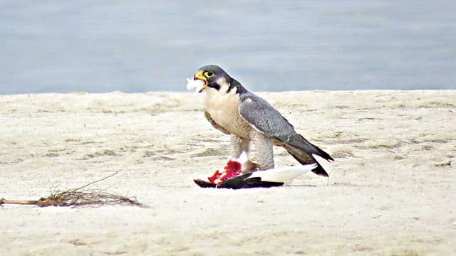 গত ৩০ জানুয়ারি রাজশাহীর পদ্মার চরে আগুনে বাজ শিকার ধরে খাচ্ছে l ছবি: লেখক
