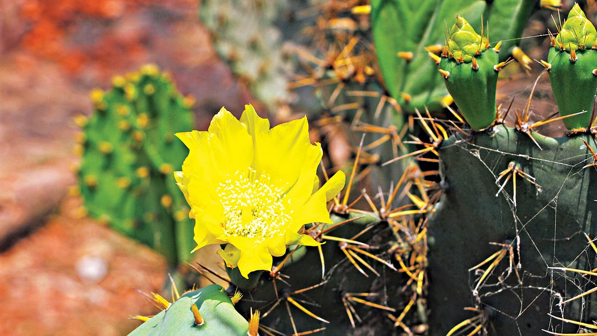 ফণীমনসার ফুল, মংলা থেকে তোলা ছবি l লেখক