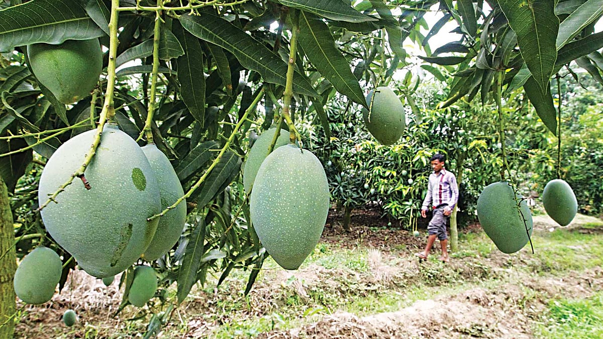 চাঁপাইনবাবগঞ্জের নাচোল উপজেলার ফুলকুড়ি গ্রামের একটি বাগানে সবুজ সতেজ আমের শোভা l সাজিদ হোসেন