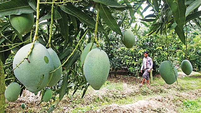 চাঁপাইনবাবগঞ্জের নাচোল উপজেলার ফুলকুড়ি গ্রামের একটি বাগানে সবুজ সতেজ আমের শোভা l সাজিদ হোসেন