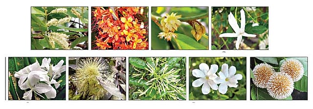 অর্জুন,অশোক,বকুল,চামেলী,দোলনচাঁপা,গোলাপজাম,হাসনাহেনা,জুঁই,কদম