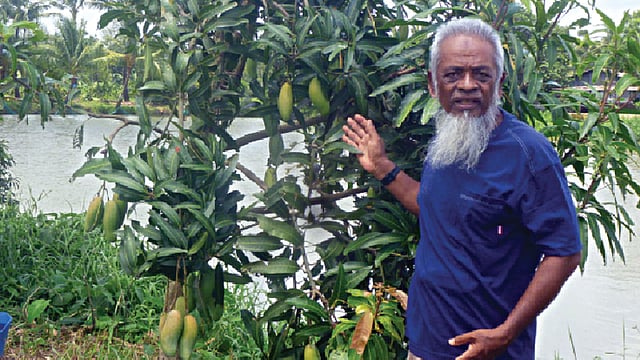 নিজের বাগানে আমের ফলন দেখাচ্ছেন মেজর (অব.) মো. সোলায়মান