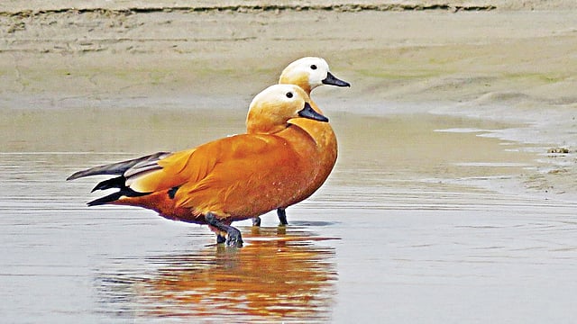 পানিতে দাঁড়ানো এক জোড়া চখাচখি। ছবিটি রাজশাহীর পদ্মা নদী চর থেকে তোলা l লেখক