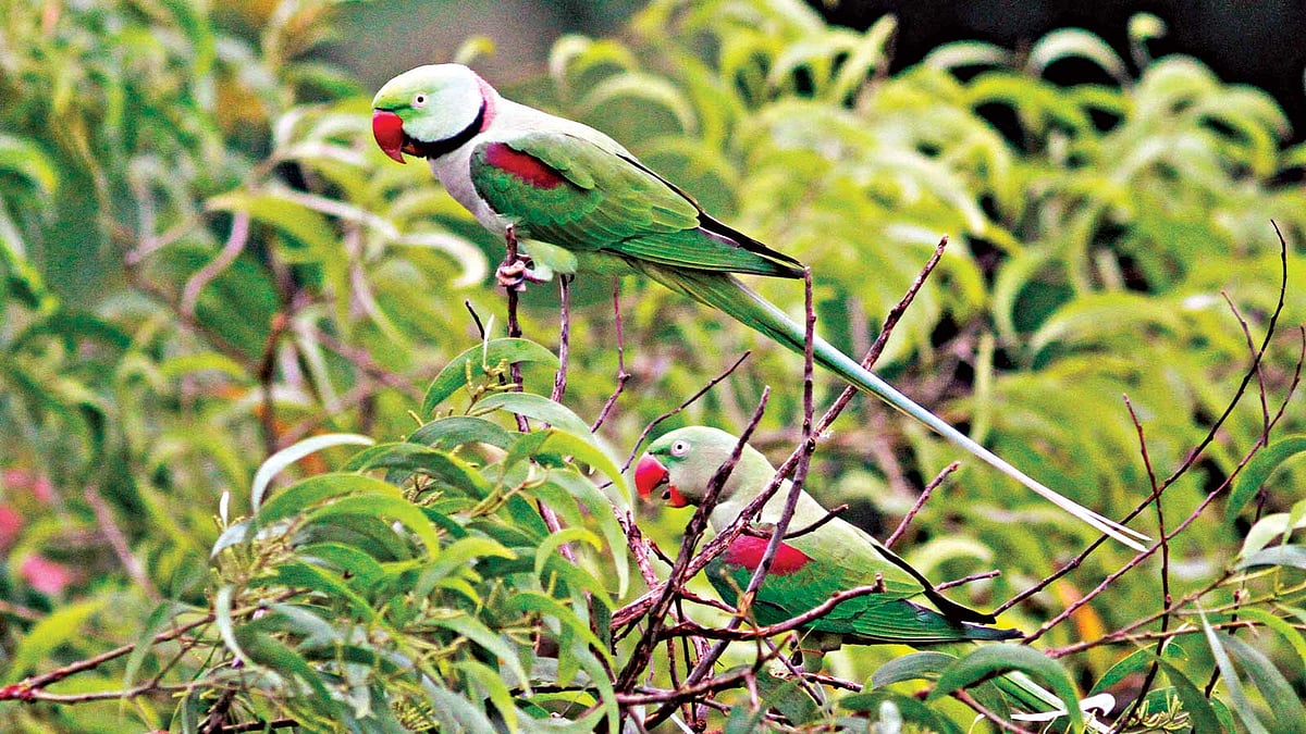 চন্দনা টিয়া l ছবি: লেখক