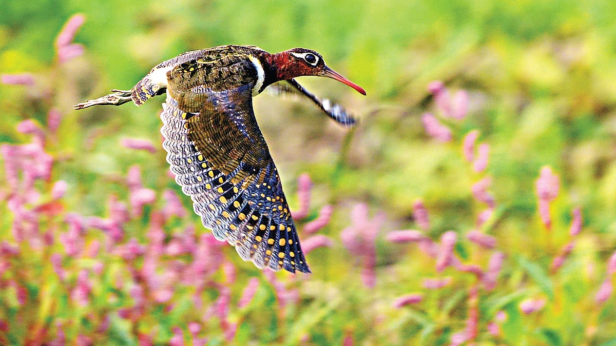 বৈরাগী চ্যাগা l ছবি: মো. মারুফ রানা