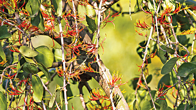 ধাইরা ফুল, জাহাঙ্গীরনগর বিশ্ববিদ্যালয়ের ক্যাম্পাস থেকে তোলা ছবি l লেখক