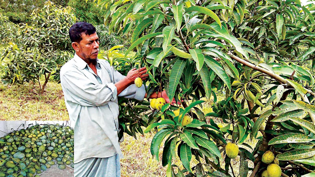 লোহাগাড়ার প​ুঁটিবিলা ইউনিয়নের পহরচান্দায় নিজের খামারে আমের পরিচর্যা করছেন লিয়াকত আলী। বাগান থেকে পেড়ে আনা আম স্তূপ করে রাখা হয়েছে খামারের একটি শেডে (ইনসেটে)। খঁাচা ভর্তি করে এসব আম সরবরাহ করা হয় ​দেশের বিভিন্ন স্থানে  l প্রথম আলো