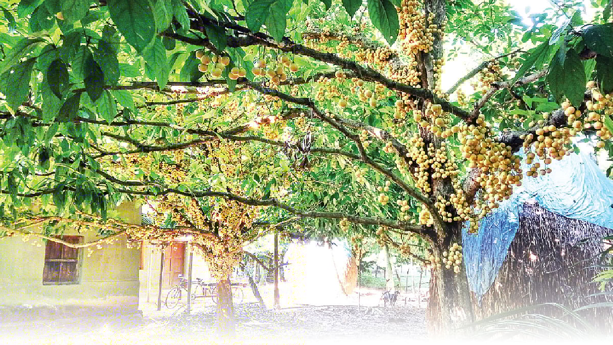 গাছে গাছে থোকায় থোকায় ধরে আছে লটকন। ছবিটি নরসিংদীর কামারটেক থেকে তোলা। ছবি: লেখক