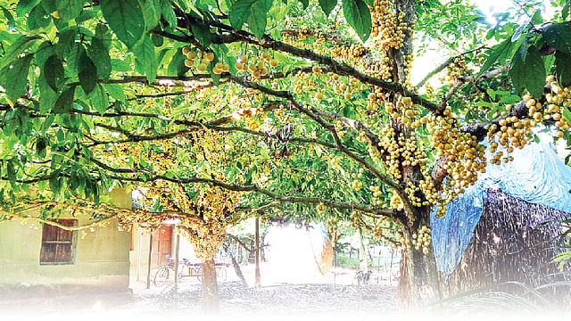 গাছে গাছে থোকায় থোকায় ধরে আছে লটকন। ছবিটি নরসিংদীর কামারটেক থেকে তোলা। ছবি: লেখক