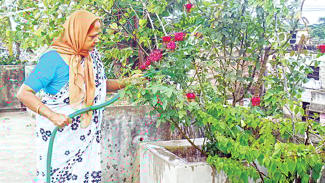 পটিয়ার মুন্সেফ বাজার এলাকায় বাড়ির ছাদে বাগান পরিচর্যায় ব্যস্ত পারভীন আক্তার। ‘ছাদে ফল-বাগান সৃজনের’ কৃতিত্বের স্বীকৃতিস্বরূপ জাতীয় বৃক্ষরোপণ পুরস্কার পেয়েছেন তিনি l প্রথম আলো
