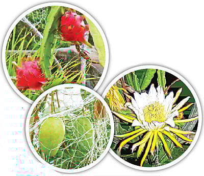 বাগানের গাছে নানা ফল ও  ফুল l প্রথম আলো