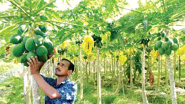 লোহাগাড়া উপজেলার চুনতি ইউনিয়নের রাতারকুল গ্রামে নিজের বাগানে রেড লেডি জাতের পেঁপের পরিচর্যা করছেন চাষি জাহাঙ্গীর আলম l প্রথম আলো