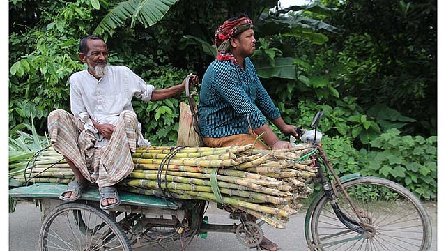 খেতের আখ বিক্রির জন্য বাজারে নিয়ে যাচ্ছেন কৃষক। ছবিটি আজ বুধবার সকালে ফরিদপুর শহরের পশ্চিম খাবাসপুর এলাকা থেকে তোলা। ছবি: আলীমুজ্জামান