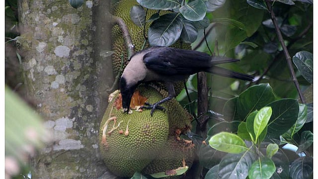বগুড়া শহরের অ্যাডওয়ার্ড পার্কের গাছের পাকা কাঁঠালে ভাগ বসিয়েছে একটি কাক। ছবিটি বুধবার তোলা। ছবি: সোয়েল রানা