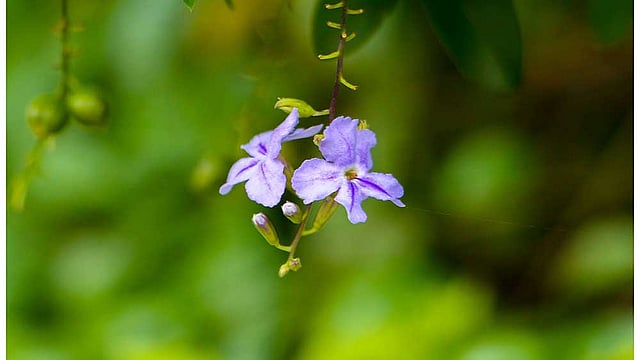 স্নিগ্ধ আভা ছড়িয়েছে বেগুনি রঙা ফুলটি। ছবিটি বুধবার খুলনার সড়ক ভবন এলাকা থেকে তোলা। ছবি: মো. সাদ্দাম হোসেন