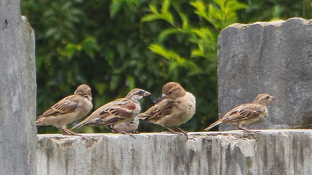 চঞ্চল চড়ুইগুলোর একটুখানি বিশ্রাম। ছবিটি আজ বুধবার খুলনার সড়ক ভবন এলাকা থেকে তোলা।  ছবি: মো. সাদ্দাম হোসেন।