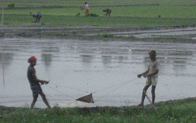 আমনের খেত তৈরি করতে সেচ দিচ্ছেন দুই কৃষক। ছবিটি আজ শুক্রবার সকালে সিরাজগঞ্জের রায়গঞ্জের পাঙ্গাসী ইউনিয়নের তেঘুরি গ্রাম থেকে তোলা। ছবি: সাজেদুল আলম