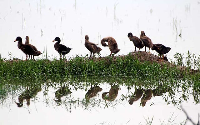 খেতের আলে হাঁসের সারি। ছবিটি আজ শুক্রবার বগুড়ার শাজাহানপুর উপজেলার বারআঞ্জুল গ্রাম থেকে তোলা। ছবি: সোয়েল রানা