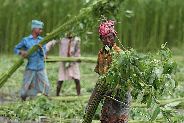 বর্ষার মাঝামাঝি বাংলার সোনালি আঁশ পাট কাটার ধুম পড়ে যায়। কাটার পর বাঁধা হচ্ছে পাটের গাঁট। ছবিটি আজ শুক্রবার দুপুরে মুন্সিগঞ্জের সিরাজদিখান রোডের নিমতলা থেকে তোলা। ছবি: সাইফুল ইসলাম