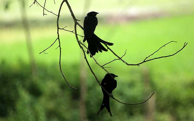 নদীর পাড়ে গাছের ডালে বসে আছে এক জোড়া ফিঙে। ছবিটি আজ শুক্রবার বগুড়ার শিবগঞ্জ উপজেলার সুদামপুর গ্রাম থেকে তোলা। ছবি: সোয়েল রানা