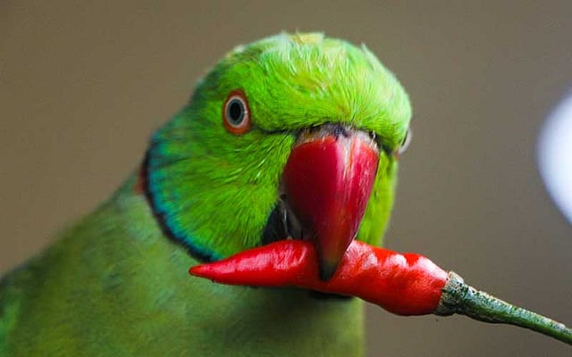 পেকে টকটকে লাল হয়ে যাওয়া মরিচ খাচ্ছে একটি পোষা টিয়া। ছবিটি আজ শুক্রবার খুলনার ময়লাপোতা এলাকা থেকে তোলা। ছবি: মো. সাদ্দাম হোসেন