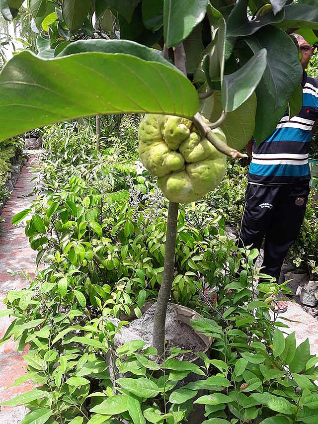 সুস্বাদু ডেউয়া ঝুলে আছে টবের গাছে। এমন একটি চারা মিলবে ২০০ টাকায়। ছবি: প্রথম আলো