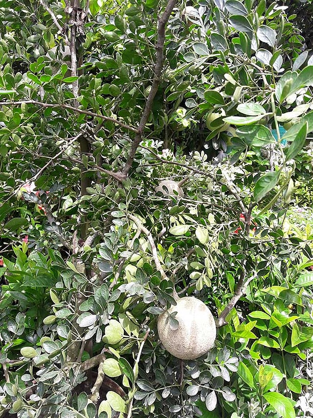 যত্ন করলে টবে কতবেলও পাওয়া যেতে পারে। বৃক্ষমেলায় এমন গাছ দেখা যাবে। দাম দেড় শ টাকা করে। ছবি: প্রথম আলো