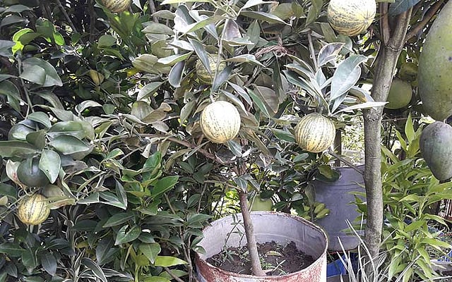 ভেড়াকাটা মাল্টার গাছ। এর চারা আনা হয়েছে থাইল্যান্ড থেকে। ছবি: প্রথম আলো