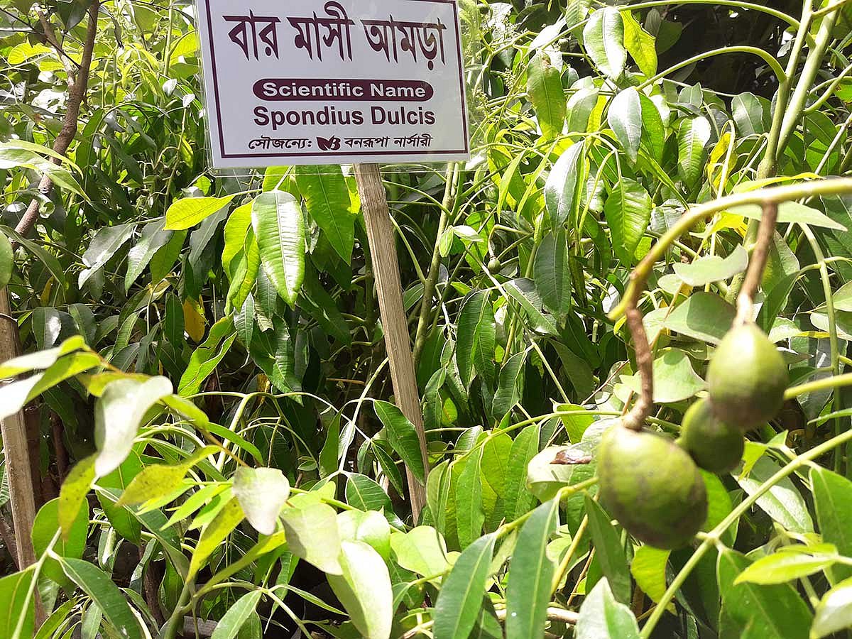 বছরজুড়ে পাওয়া যাবে আমড়া। চারার মূল্য এক শ টাকা। ছবি: প্রথম আলো