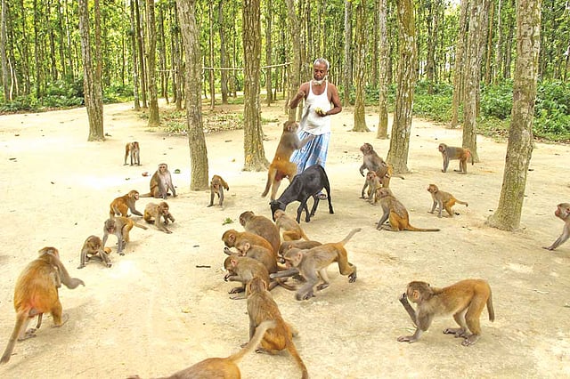 ময়মনসিংহের ফুলবাড়িয়ার সন্তোষপুরের শালবাগানে বানরের দল ঘিরে রেখেছে আবু হানিফকে। তাদের জন্য খাবার ছিটিয়ে দিচ্ছেন হানিফ। এটা তাঁর নিত্যদিনের কাজ l ছবি: প্রথম আলো