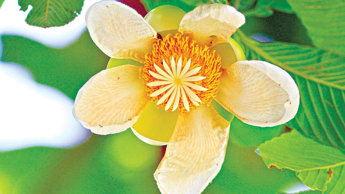 চালতা ফুল, বরিশালের বঙ্গবন্ধু উদ্যানসংলগ্ন সড়কের কাছ থেকে তোলা l ছবি: লেখক